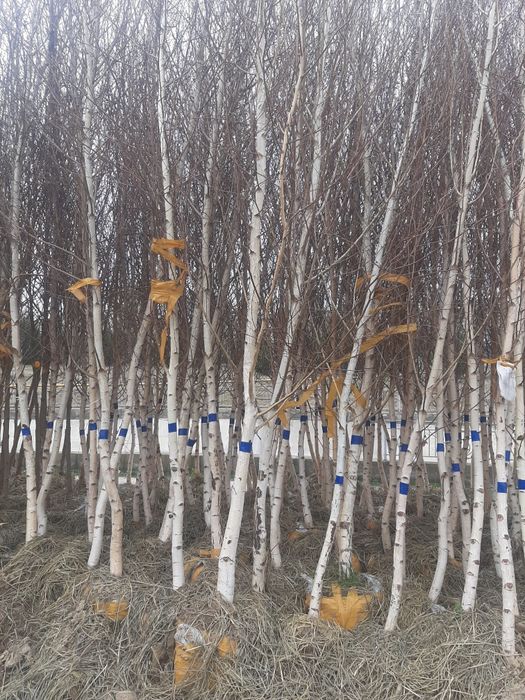 Manzarali daraxt ko'chatlari