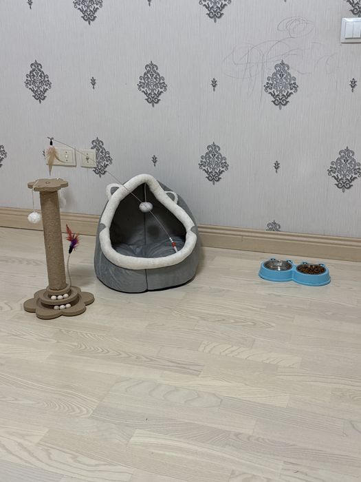 Кошка шотландская вислоухие