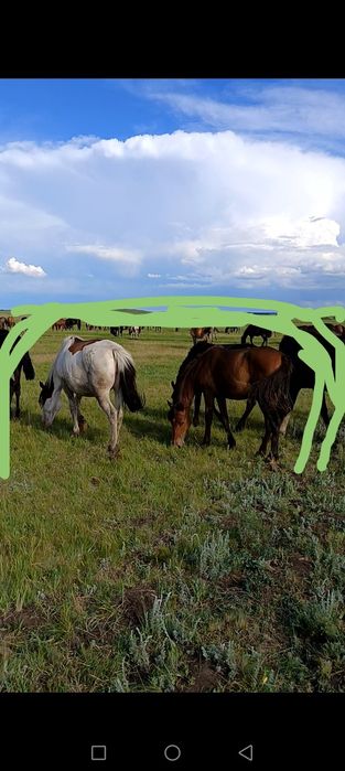 Продам лошадей Кобылы с жеребятами