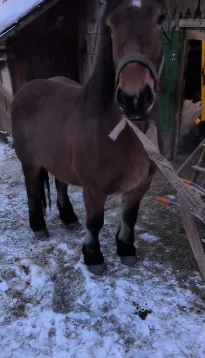 Iapa de 3 ani jumătate grea