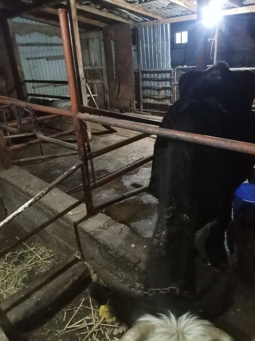 Сауында 2 сиыр буазларымен