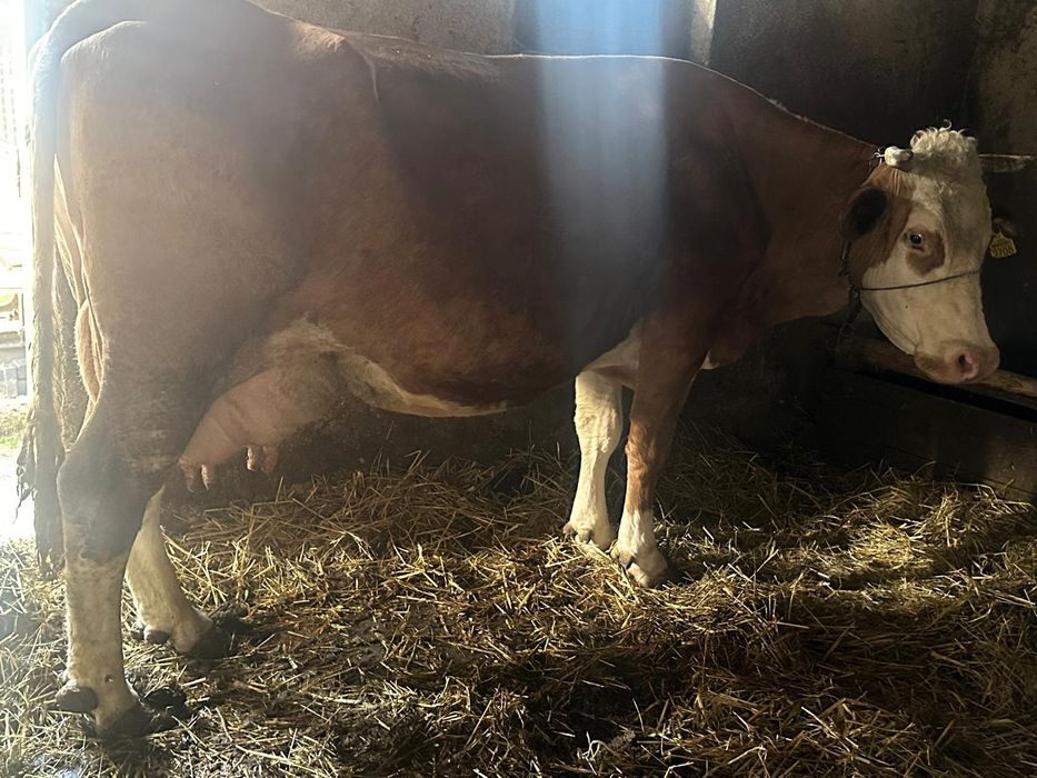 Vand vaci de lapte baltata romaneasca