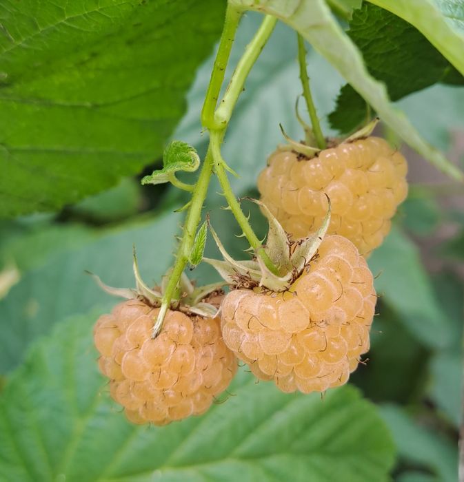 Продам малину желтую