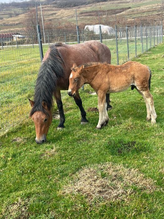 Mânz și mânzat de doi ani jumate cu mânz de o luna