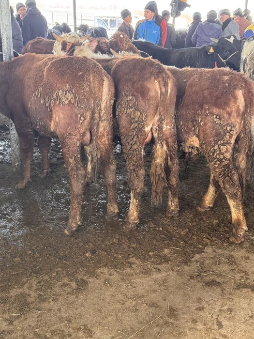 бычки откорм акбас