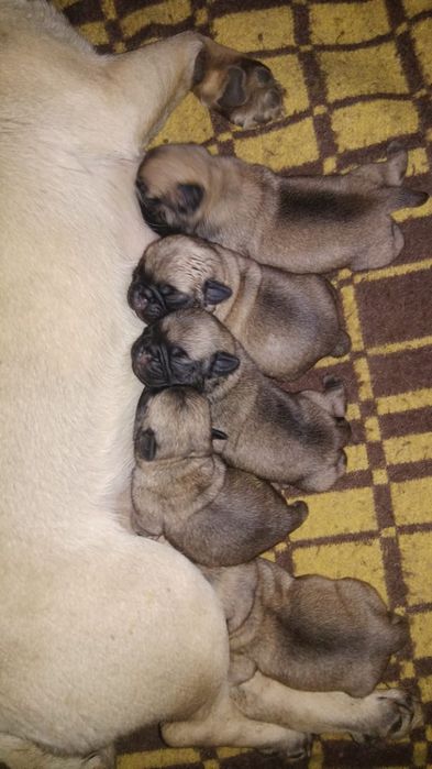 Продам щенков мопса.
