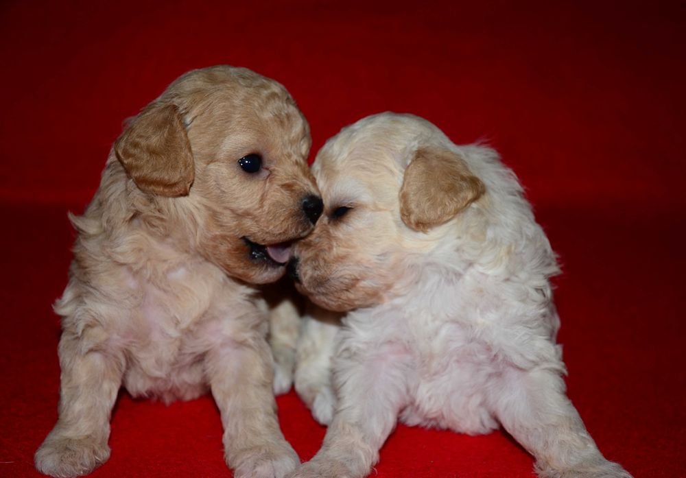 Шикарные щенки Мальтипу F1 (Maltipoo)  !