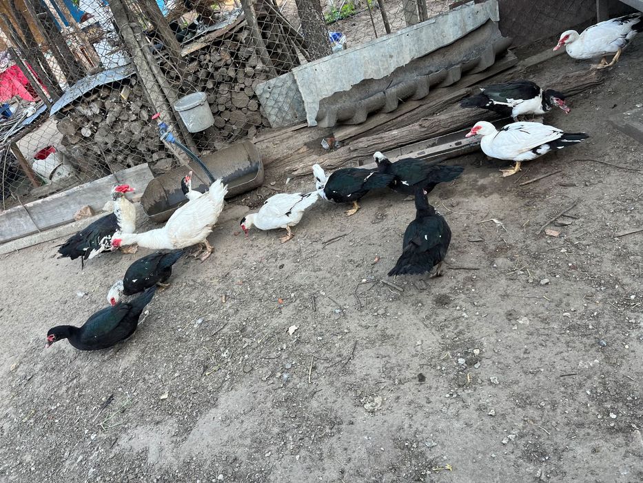 Rațe lesesti mute