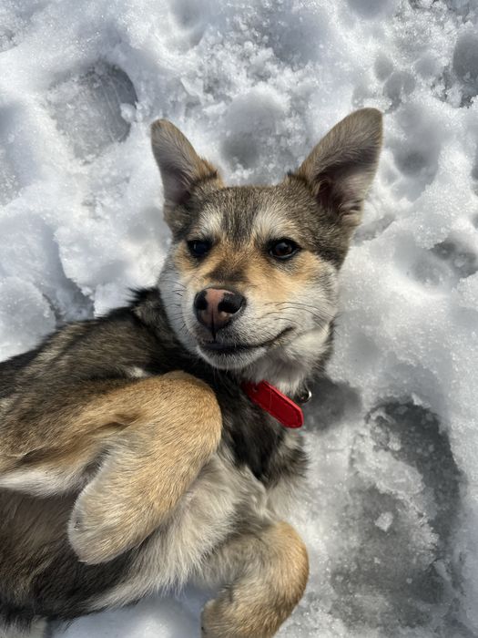 Щенок мальчик звоночек