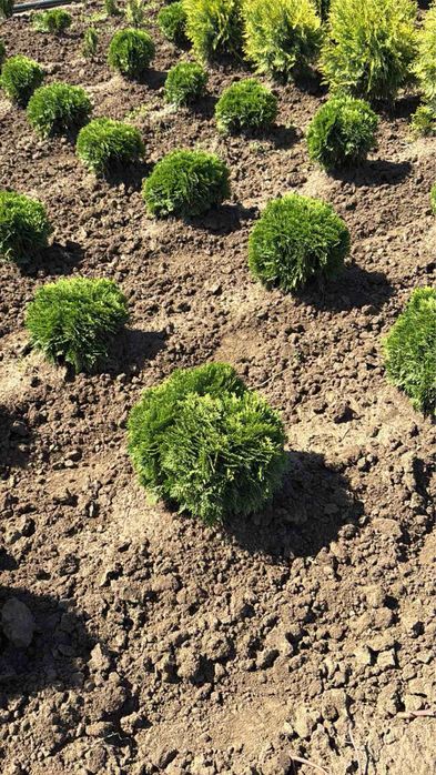 Туя  Смарагд,фастагиата,глобоза,даника, тими тим.