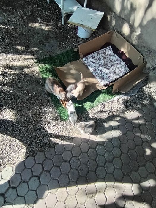 Отдам котят в хорошие руки, город Тараз
