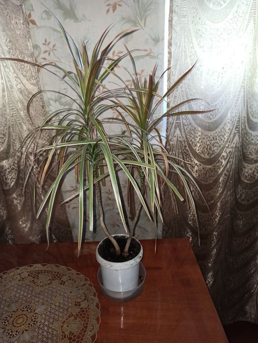 Драцена триколор!