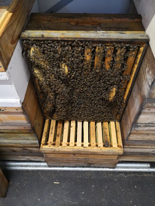 Miere salcam, rapita , poliflora certificata BIO