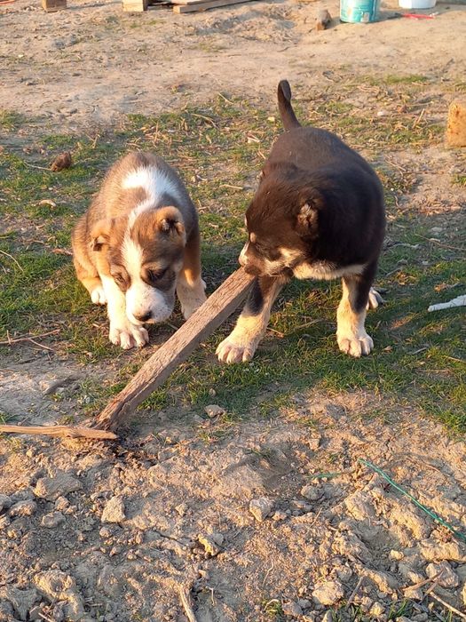 Төбет күшік 1 жарым айлық