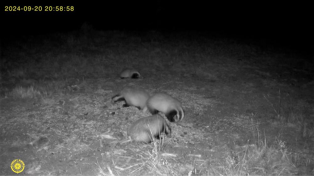 Camera Vanatoare ForestVision Live Pro 2 Cu GPS 4G 32MP 4K