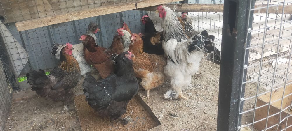 Продам курей годовалые несутся