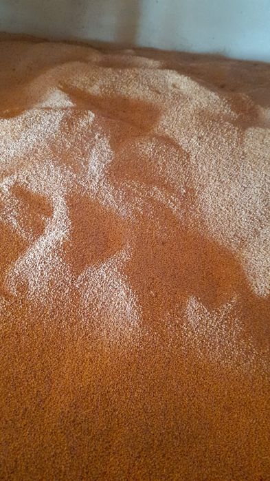 Recoltă 2025: orz, grâu și porumb