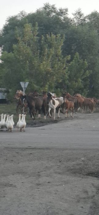 Продаю кобыл жеребцов и жеребят