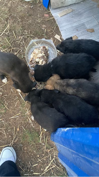 Щенки среднего размера