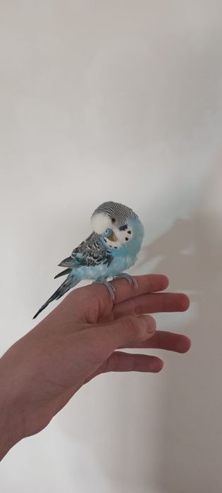 Продаю взрослого волнистого попугая, волнистые попугаи тоти.