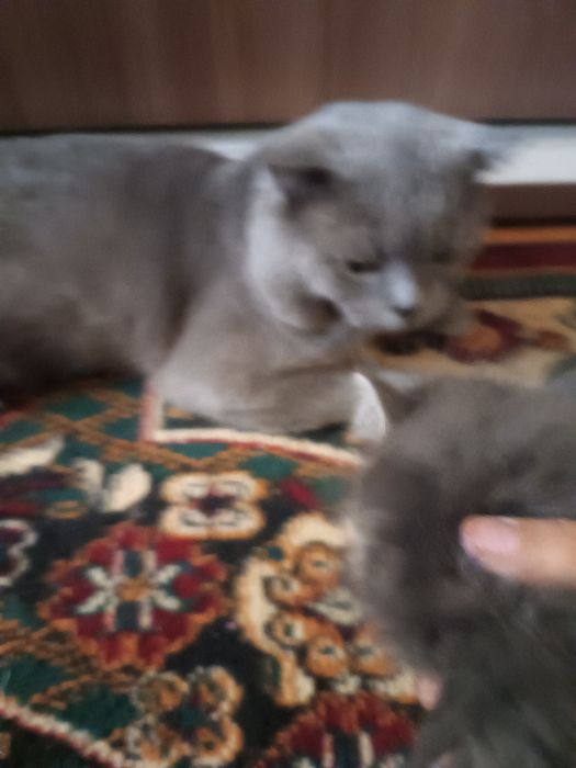 Котёнок скотиш фолд