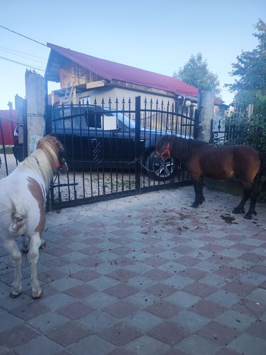 Vând ponei cu căruța