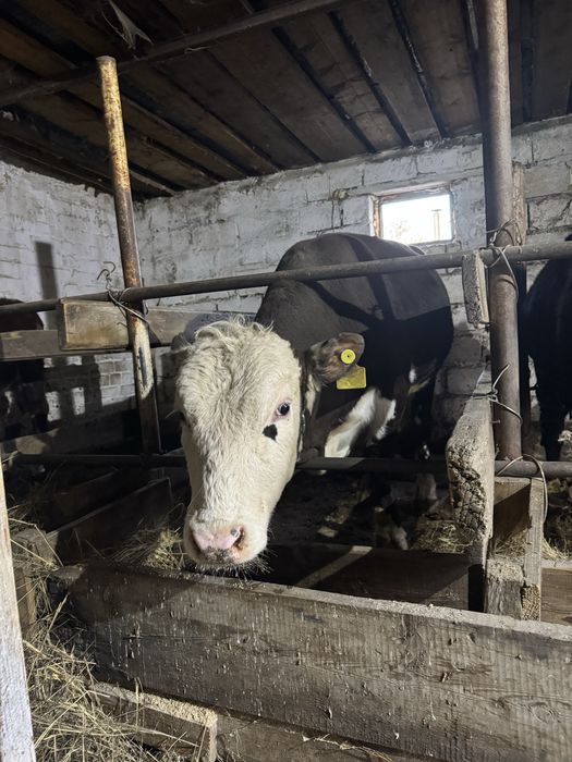 Бұқалар сатамын.