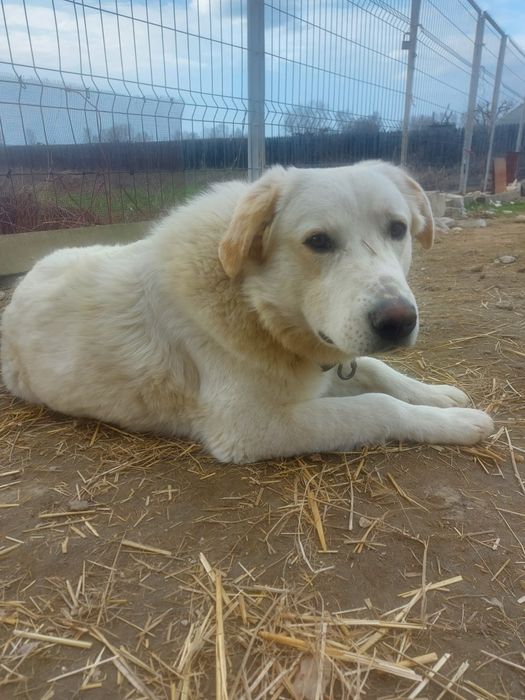 Donez catel alb mascul 11 luni