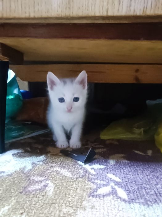 Котята ждут вас!