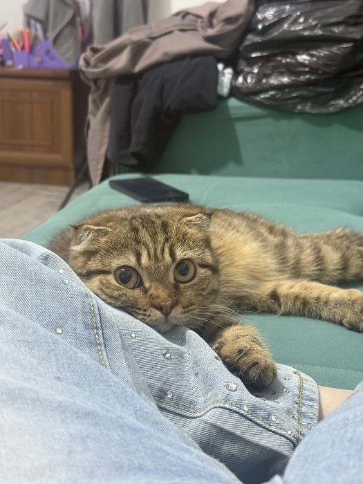 Отдадим в хорошие руки