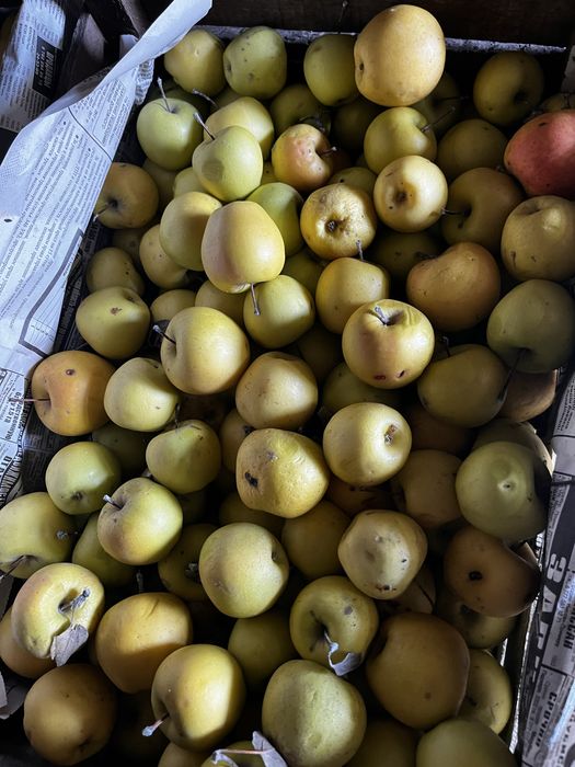 Продам яблоки золотой