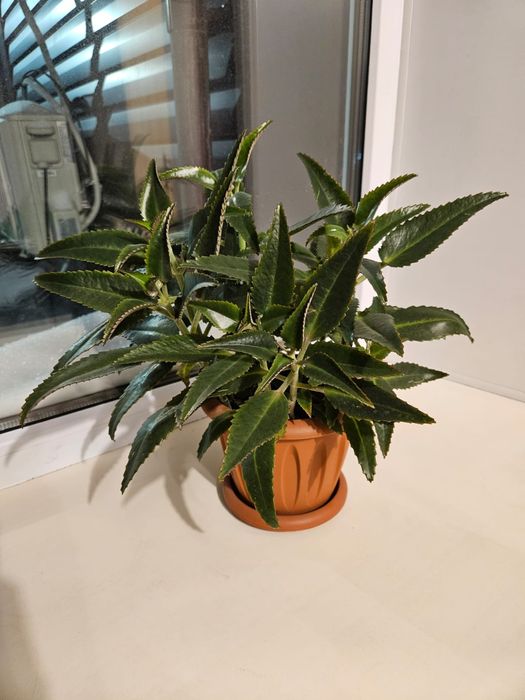 Продаю комнатные цветы