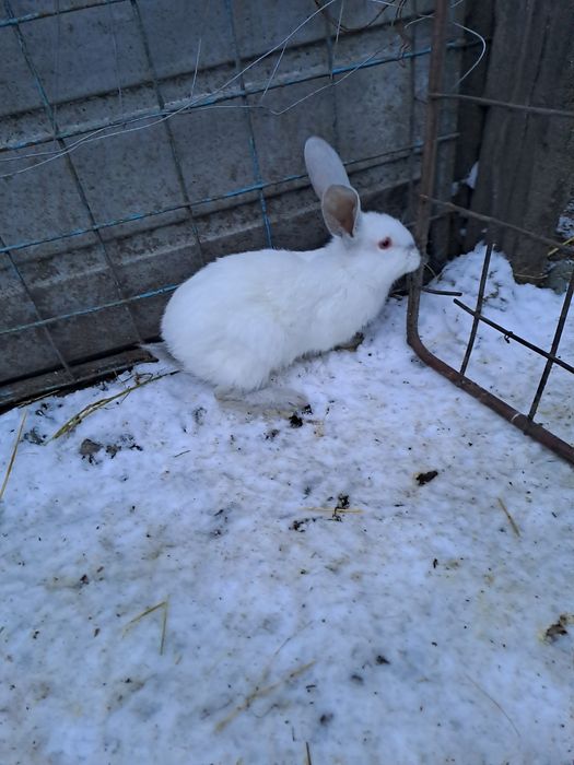 Vând iepuri vârstă 2 luni