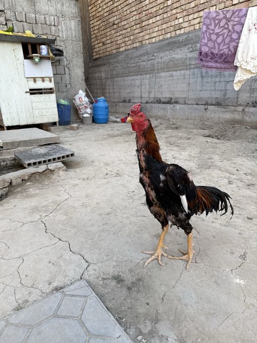 Сотилади корея шамо