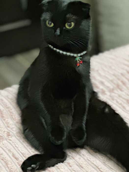 Кошка Шотландская вислоухая