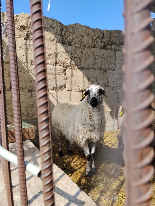 Семіз тоқтылар сатылады