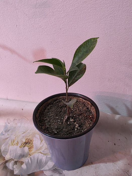 Комнатные растения косшы