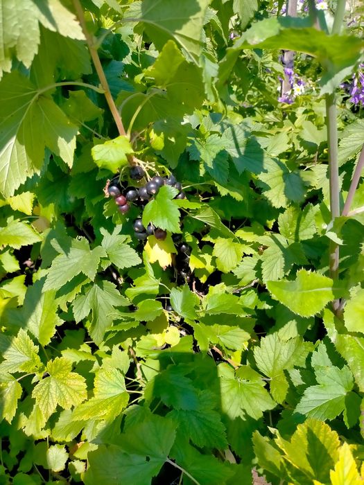 Продам саженцы смородины красной.