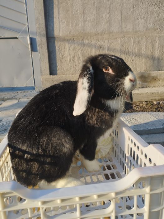 Продам кроликов.