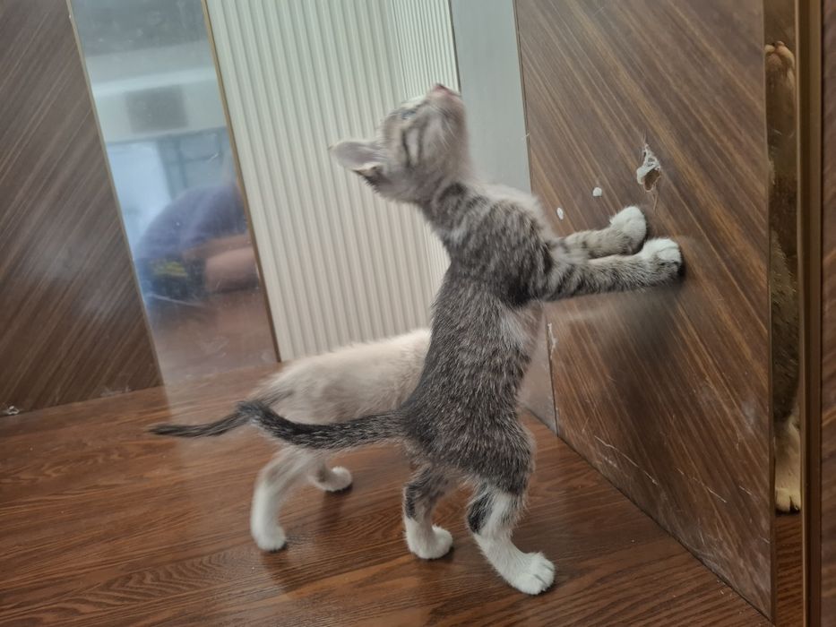 Отдам котят в добрые руки! 

Ищут дом 5 замечательны