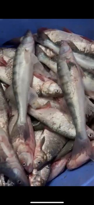 Рыба свежая судак