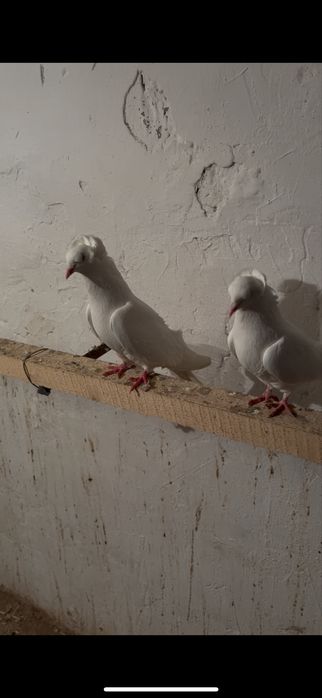 Пара бакинцы шикарные