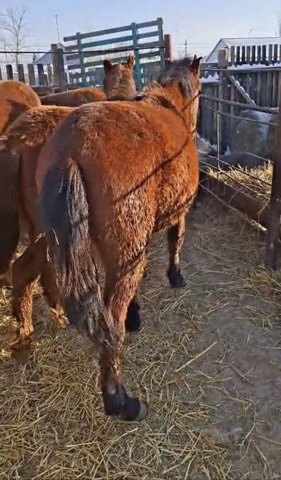 Тай, тайлар сатылады. Продаем таев