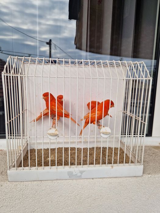 Цветни канарчета