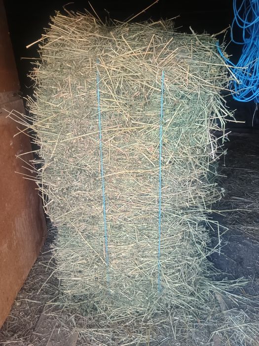 Vând baloți lucernă