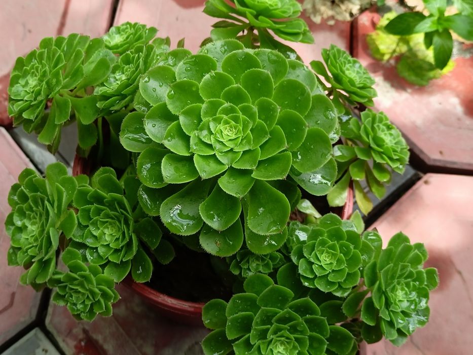 Домашние  цветы из дома Хлорофитум , алоэ , денежное дерево и др