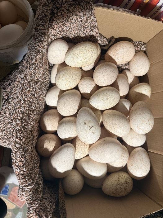 Яйца от домашни пуйки 50бр