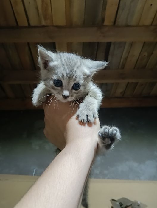 Котята в добрые руки