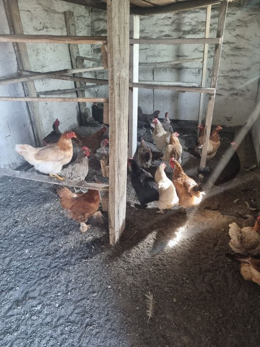 Продам Домашних курей