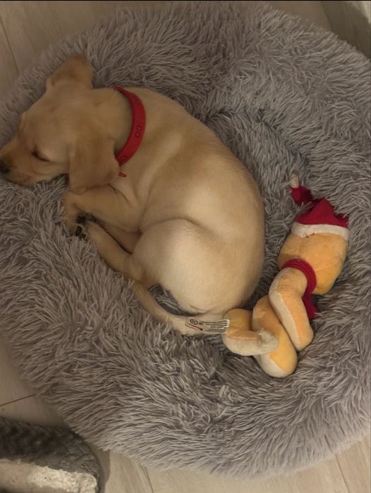 Лабрадор в добрые руки